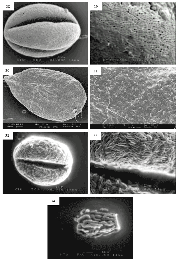 Image for - Morphological, Anatomical and Palynological Properties of Some Turkish Veronica L. Species (Scrphulariaceae)