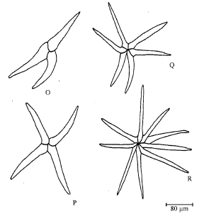 Image for - Foliar Epidermal Studies, Organographic Distribution and Taxonomic Importance of Trichomes in the Family Solanaceae