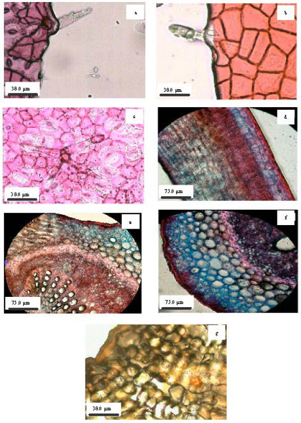 Image for - Histological Study of the Leaf, Bark and Fruit of Vismia cayennensis