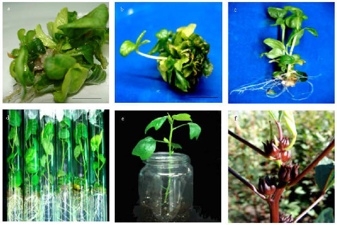 Image for - Multiple Shoot Regeneration of Roselle (Hibiscus sabdariffa L.) from a Shoot Apex Culture System