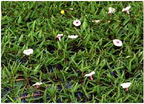 Image for - Ipomoea aquatica, An Underutilized Green Leafy Vegetable:A Review