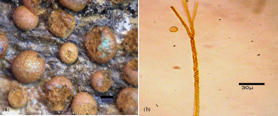 Image for - A New Myxomycetes Genus and Three Species Record for Turkey