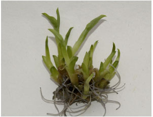 Image for - Conservation Using in vitro Progenies of the Threatened Ginger-Boesenbergia pulcherrima (Wall.) Kuntze
