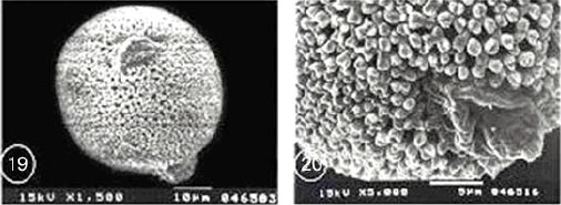Image for - Pollen Morphology of Egyptian Geraniaceae: An Assessment of Taxonomic Value