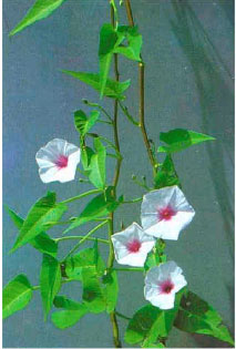 Image for - Ipomoea aquatica, An Underutilized Green Leafy Vegetable:A Review