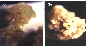 Image for - In vitro Culture and Plant Regeneration of Sorghum Genotypes Using Immature Zygotic Embryos as Explant Source