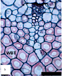 Image for - Wide-Band Tracheids from a Southern African Succulent and Their Responses to Varying Light Intensities: A Pre-Adaptation for Future Water Stress?