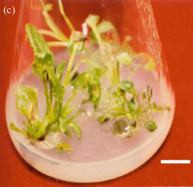 Image for - Effects of Different Plant Hormones on Salvia officinalis Cultivated in vitro