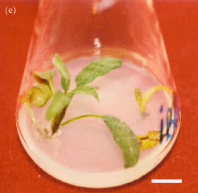 Image for - Effects of Different Plant Hormones on Salvia officinalis Cultivated in vitro