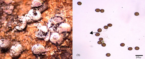 Image for - A New Myxomycetes Genus and Three Species Record for Turkey