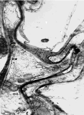 Image for - X-Ray Microanalysis and Ultrastructural Localization of Chromium in Raphanus sativus L.
