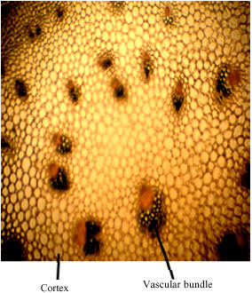 Image for - The Anatomical Properties of Endemic Lilium ledebourii (Baker) Bioss. (Liliaceae) Species