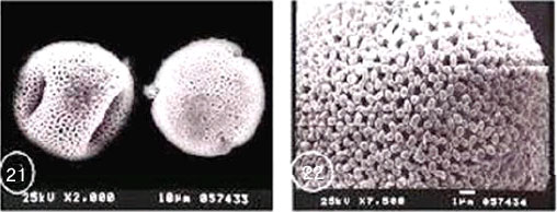 Image for - Pollen Morphology of Egyptian Geraniaceae: An Assessment of Taxonomic Value
