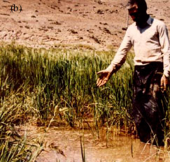 Image for - Binam a Rice Cultivar, Resistant for Root Rot Disease on Rice Caused by Fusarium moniliforme in Northwest, Iran