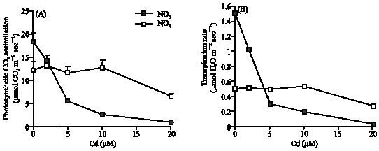 Image for - Differential Toxicological Response to Cadmium Stress of Bean Seedlings  Grown With NO3– or NH4+  as Nitrogen Source