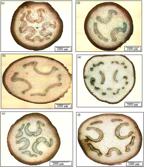 Image for - Spore Micromorphology and Anatomy of the Fern GenusHistiopterisJ. Sm. (Dennstaedtiaceae) in Peninsular Malaysia