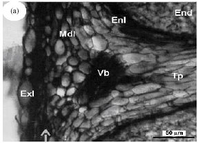 Image for - Morphological Studies of the Euterpe oleracea Mart. Seeds