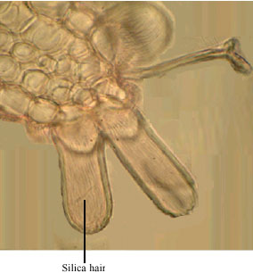 Image for - The Anatomical Properties of Endemic Lilium ledebourii (Baker) Bioss. (Liliaceae) Species
