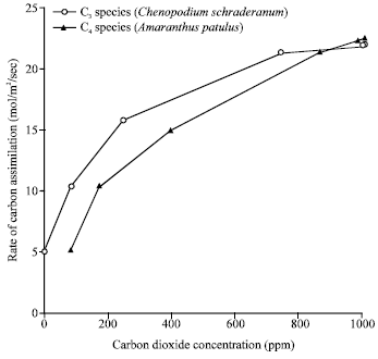 Image for - Carbon Dioxide Compensation Points of Some Dicots of the Centrospermeae Species and Their Ecological Implications for Agroforestry