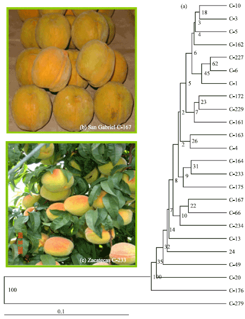 Image for - Identification of Peach Genotypes (Prunus persica (L.) Batsch) in the North-Central Region, Mexico