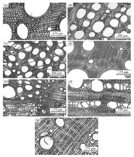 Image for - Xylem Conductivity and Anatomical Traits in Diverse Lianas and Small Tree Species from a Tropical Forest of Southwest Mexico
