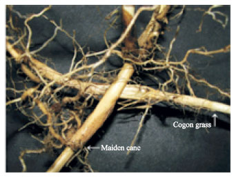 Image for - Characteristics of Cogon Grass Rhizomes and its Perforation of a Maiden Cane Rhizome