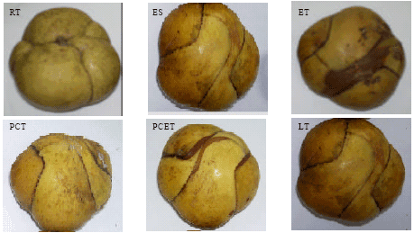 Image for - Development of Elephant Apple Fruit Quality as Affected by Postharvest Ethanol Application and Temperature