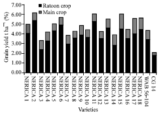 Image for - Ratooning Potential of Interspecific NERICA Rice Varieties (Oryza glaberrimaxOryza sativa)