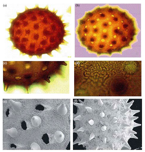 Image for - Pollen Grains of Asteraceae and Analogous Echinate Grains