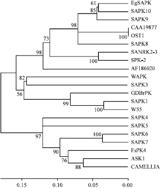 Image for - Sequence and Expression Analysis of EgSAPK, a Putative Member of the Serine/Threonine Protein Kinases in Oil Palm (Elaeis guineensis Jacq.)