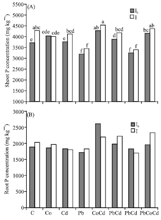 Image for - Evaluation of Mychorrhizae Symbiosis Efficiency with Barley (Hordeum vulgare L.) through 32P Uptake under Soils Contaminated with Heavy Metals
