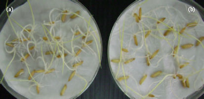 Image for - Nitrogen Fixation and Transportation by Rhizobacteria: A Scenario of Rice and Banana