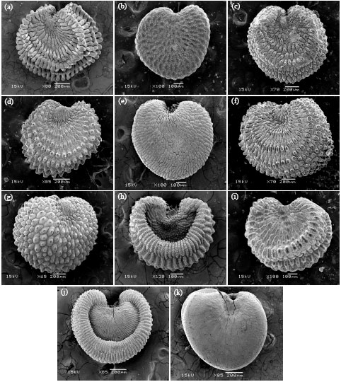Image for - Seed Morphological Studies on Some Species of Silene L. (Caryophyllaceae)