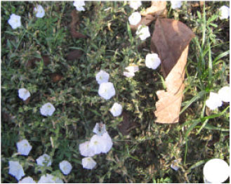 Image for - Reproductive Biology of Evolvulus alsinoides L. (Medicinal Herb)