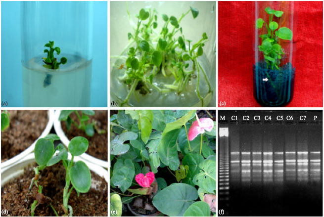 Image for - Tissue Culture of Anthurium andreanum: A Significant Review and Future Prospective
