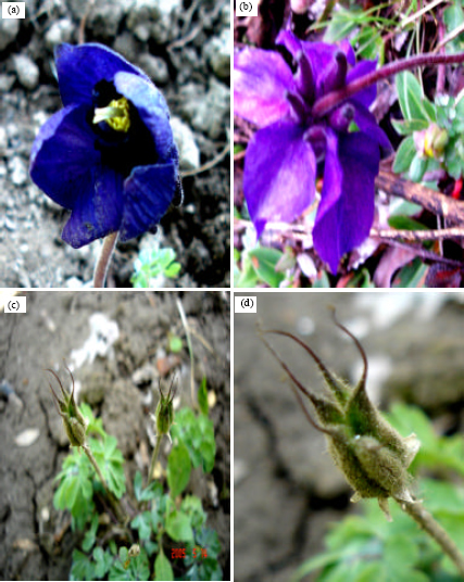 Image for - Factors Contributing to Critically Endangered Status of Aquilegia nivalis Falc ex Jackson- an Alpine Endemic Angiosperm in the Kashmir Himalaya, India