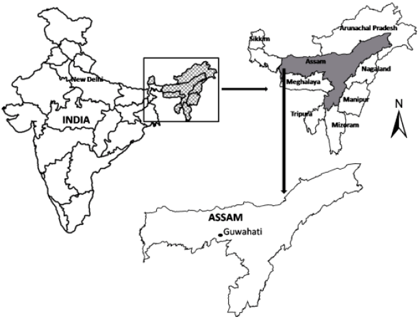 Image for - Updated Estimates of Wild Edible and Threatened Plants of Assam: A Meta-analysis