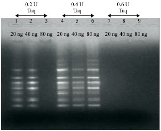 Image for - Standardization of DNA Extraction and Optimization of RAPD-PCR Conditions in Garcinia indica