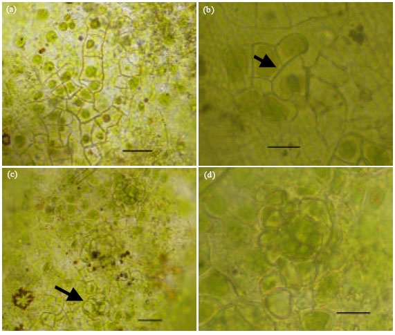 Image for - Two New Records of Coleochaetalean Algae (Coleochaetales, Chlorophyta) from Northeast Thailand