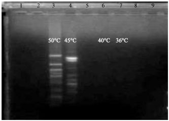 Image for - Standardization of DNA Extraction and Optimization of RAPD-PCR Conditions in Garcinia indica
