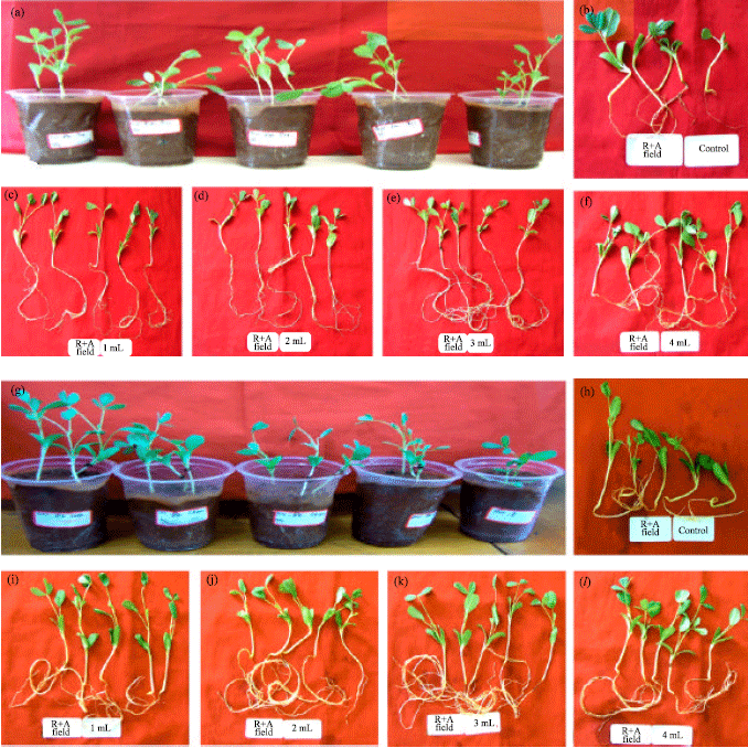 Image for - In vitro Studies on the Effects of Biofertilizers (Azotobacter and Rhizobium) on Seed Germination and Development of Trigonella foenum-graecum L. using a Novel Glass Marble containing Liquid Medium