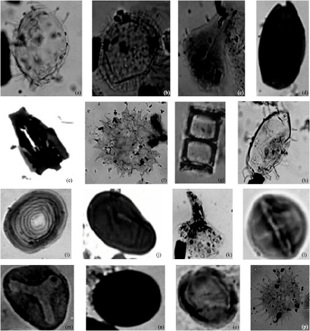 Image for - Palynological Evidence of Pliocene-Pleistocene Climatic Variations from the Western Niger Delta, Nigeria