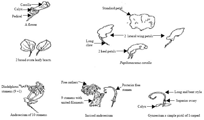 Image for - Botanical Studies on Phaseolus vulgaris L. I-Morphology of Vegetative and Reproductive Growth