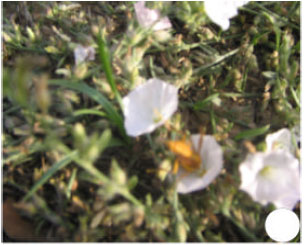Image for - Reproductive Biology of Evolvulus alsinoides L. (Medicinal Herb)