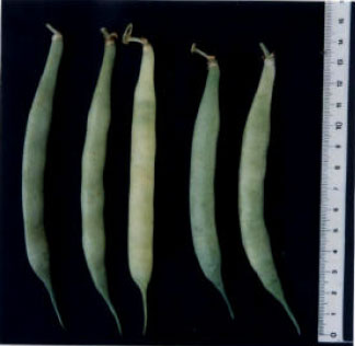 Image for - Botanical Studies on Phaseolus vulgaris L. I-Morphology of Vegetative and Reproductive Growth