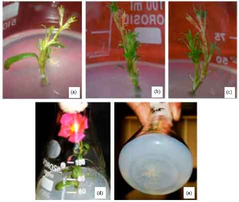 Image for - Influence of PGRS for the in vitro Plant Regeneration and Flowering in Portulaca oleracea (L.): A Medicinal and Ornamental Plant