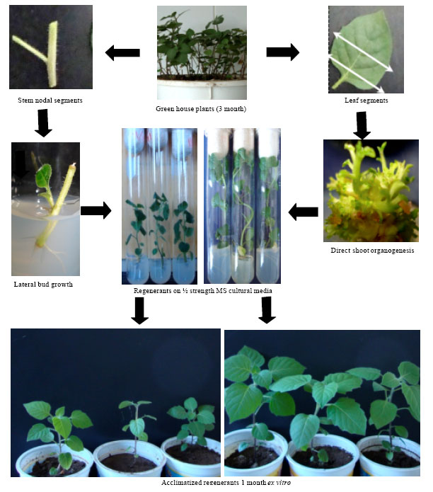 Image for - Regeneration of Solanum villosum Mill., via Direct Organogenesis in vitro: A Novel Study