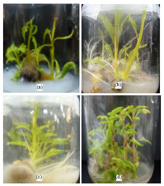 Image for - Potential of Alternative Gelling Agents in Media for the in vitro Micro-propagation of Celosia sp.