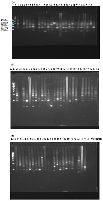 Image for - Detection of Genetic Variability using Random Amplified Polymorphic DNA Markers in Some Accessions of Moringa oleifera Lam. from Northern Nigeria