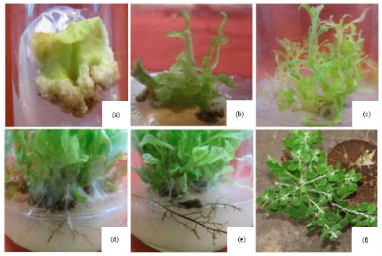 Image for - In vitro Shoot Multiplication of a Seasonal and Vulnerable Medicinal Plant-Aerva lanata L.